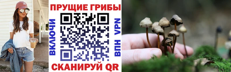 Купить закладки  Талица  Галлюциногенные грибы Psilocybine cubensis 